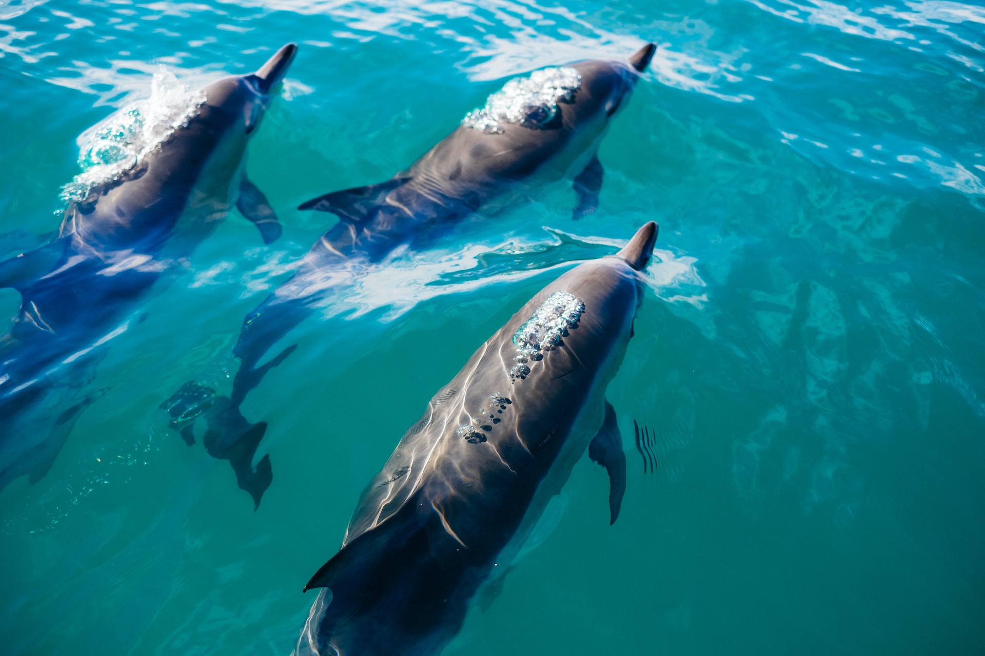 dolphins in the ocean