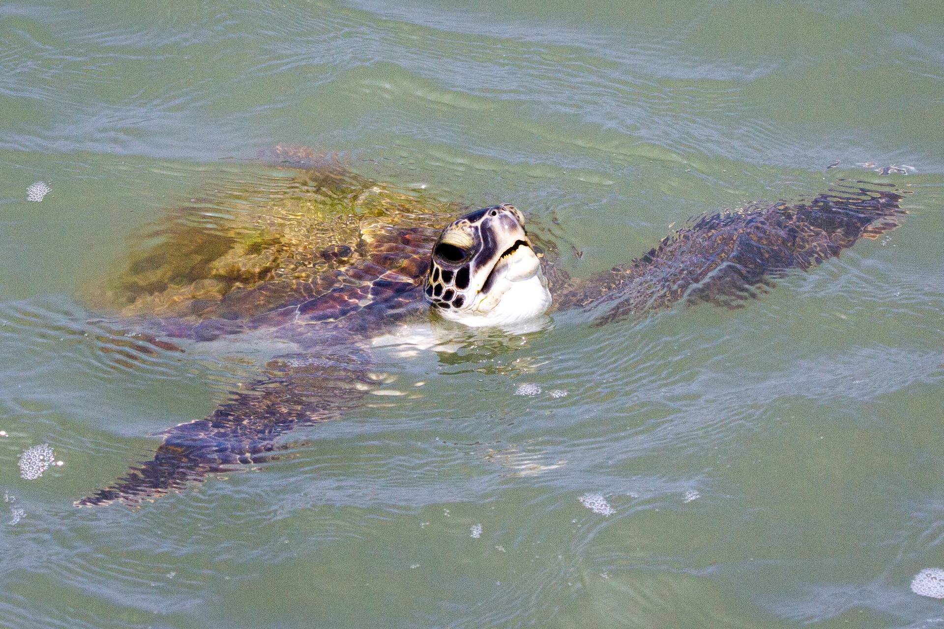 a green sea turtle