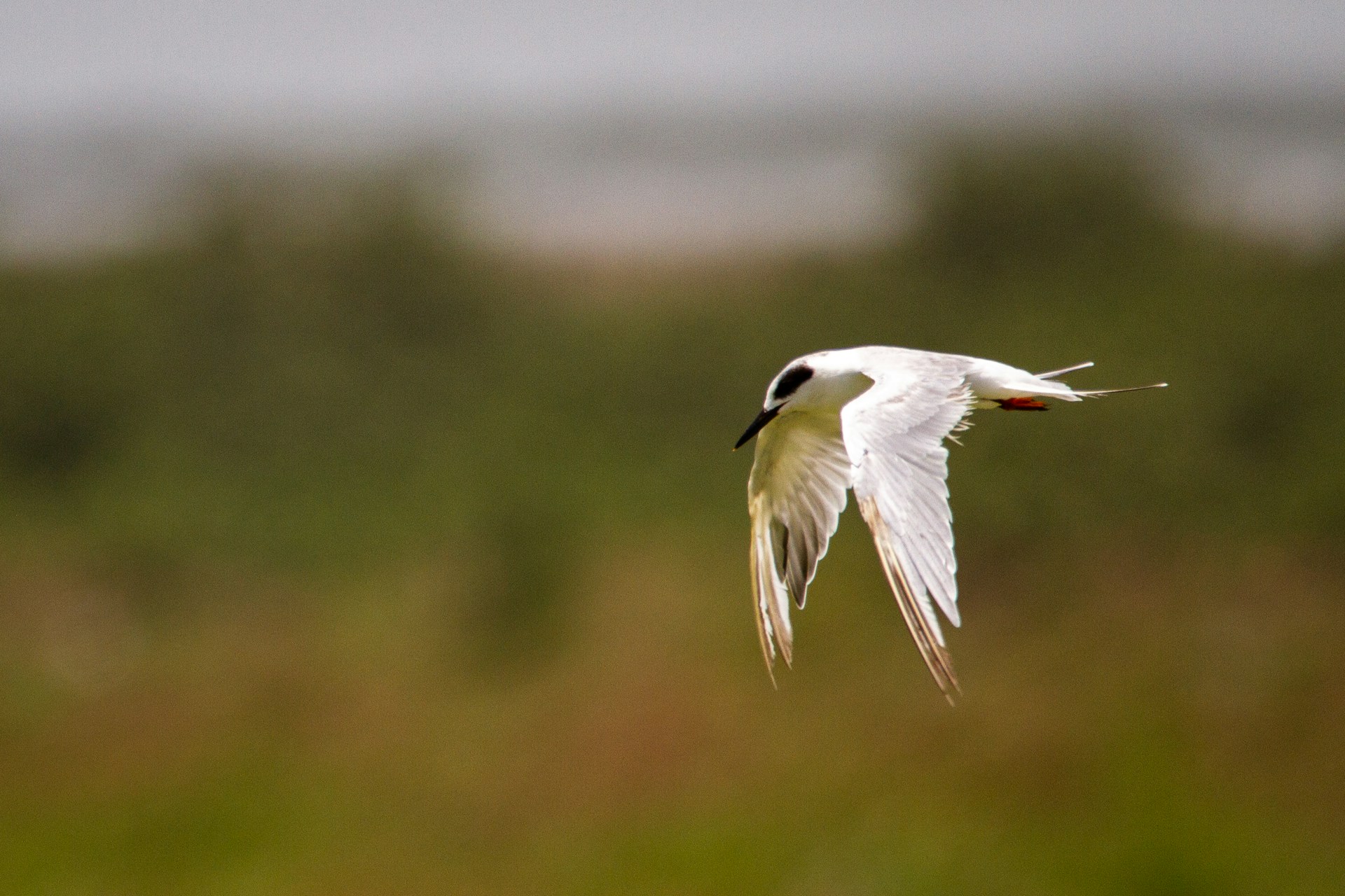 Stop by the Leonabelle Turnbull Birding Center