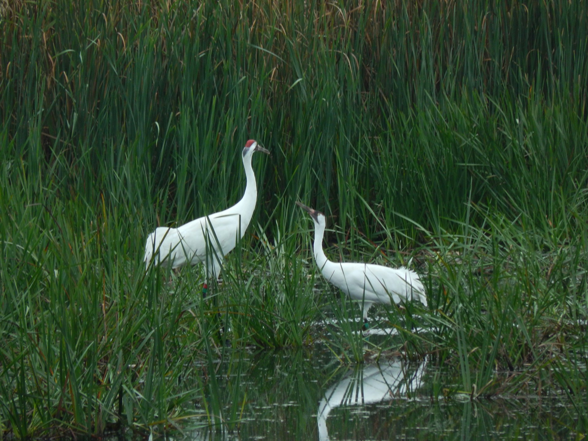 View of the whooping cranes in Port Aransas