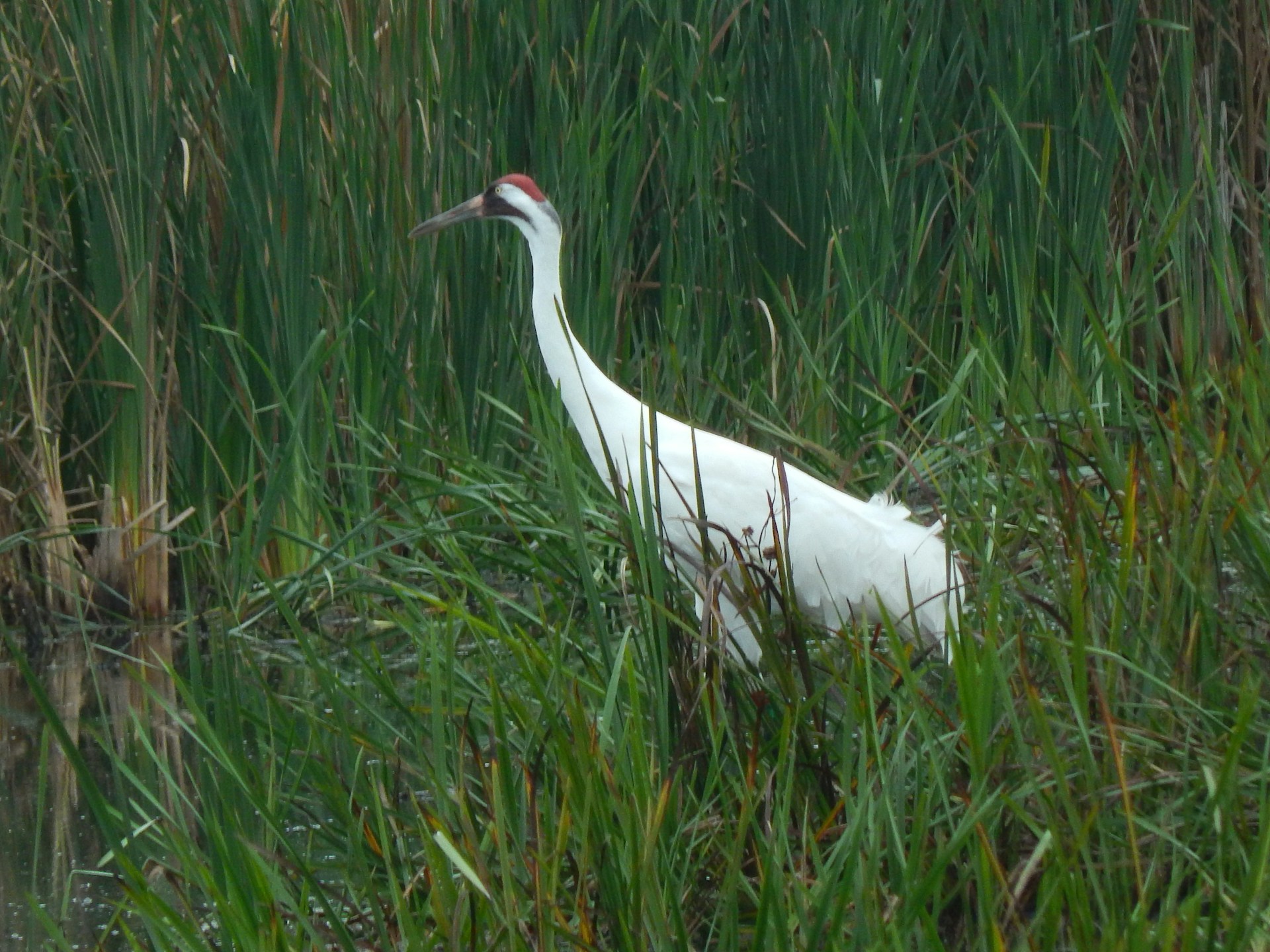 A whooping crane