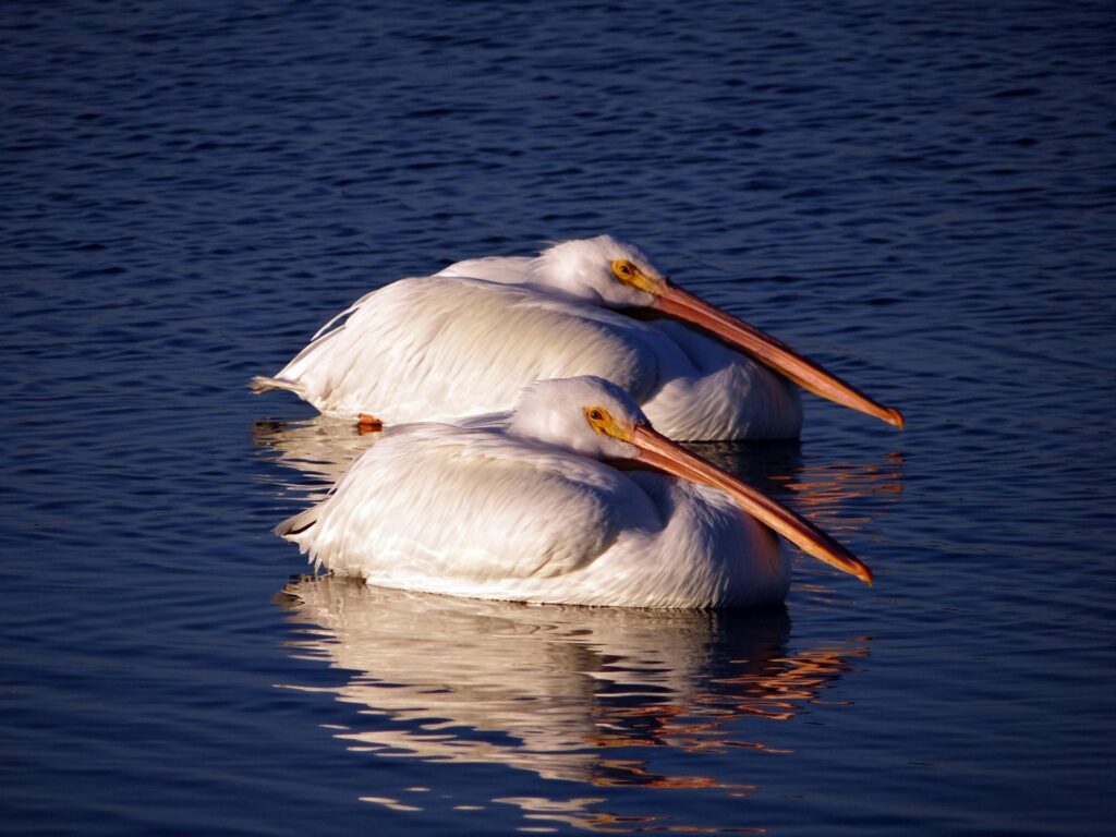 Pelicans in Port Aransas