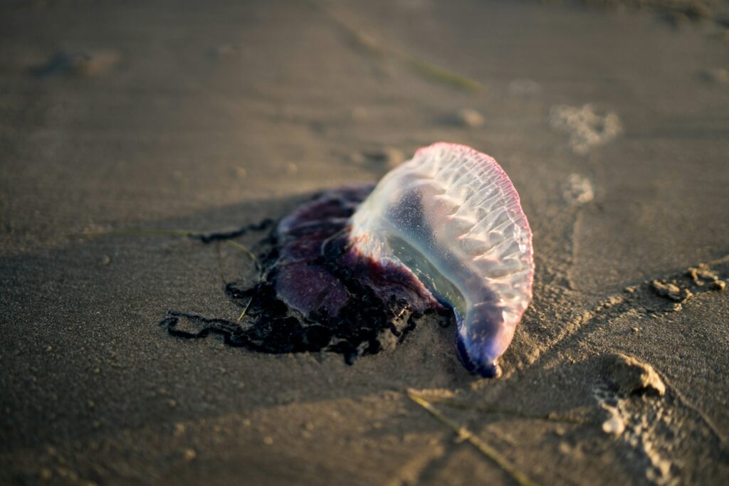 Port Aransas beach seashell
