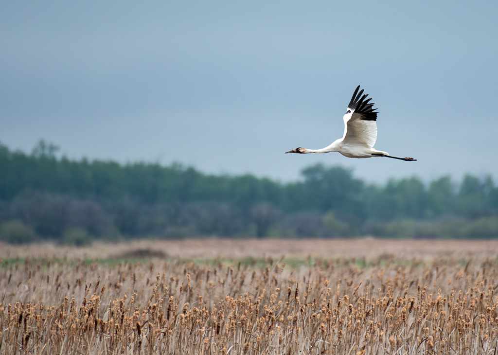 Whooping flying over a marsh