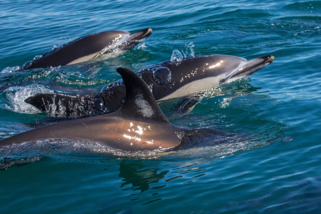 a group of dolphins swimming in the wild