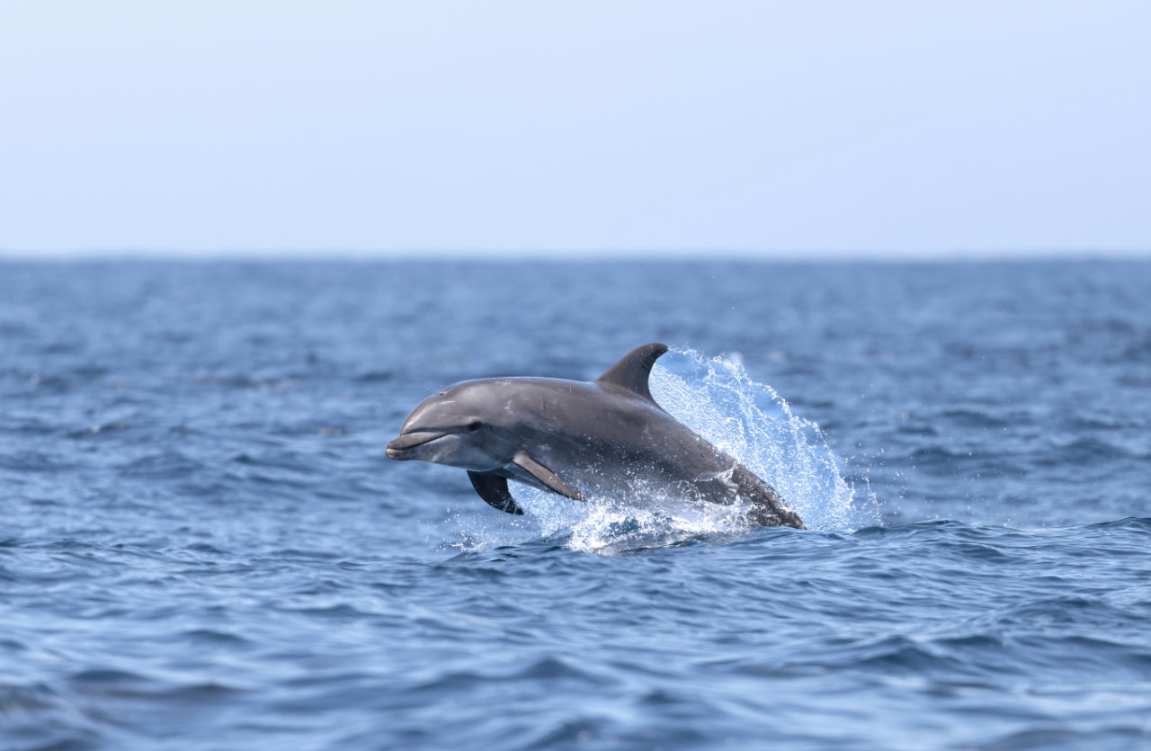 The Ultimate Guide to Dolphin Watching in Port Aransas